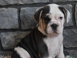 Mixed Breed dogs Trixie - Ad 13