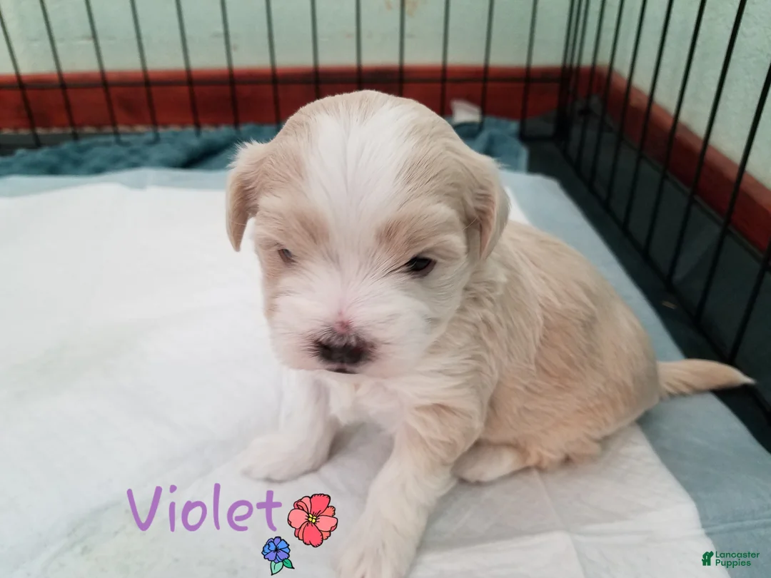 Maltipoo dogs for sale: Daisy - Ad 23