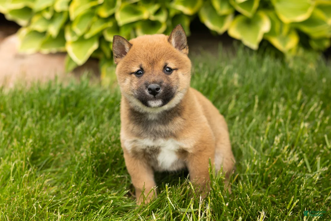 Shiba Inu dogs for sale: Jasper  - Ad 2