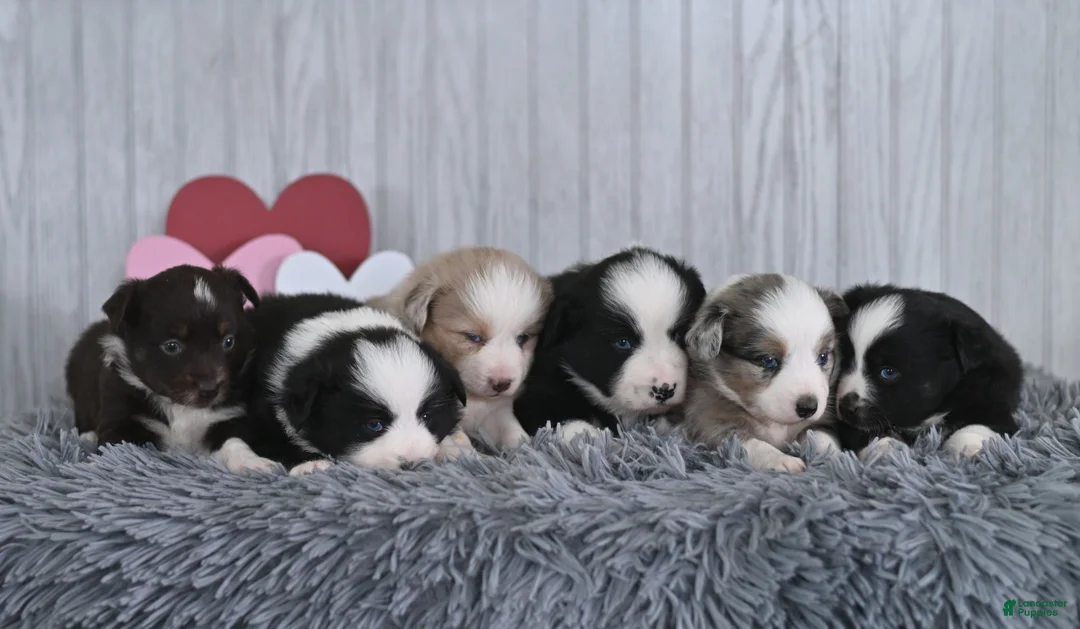 Miniature Australian Shepherd dogs for sale: Cindy  - Ad 6