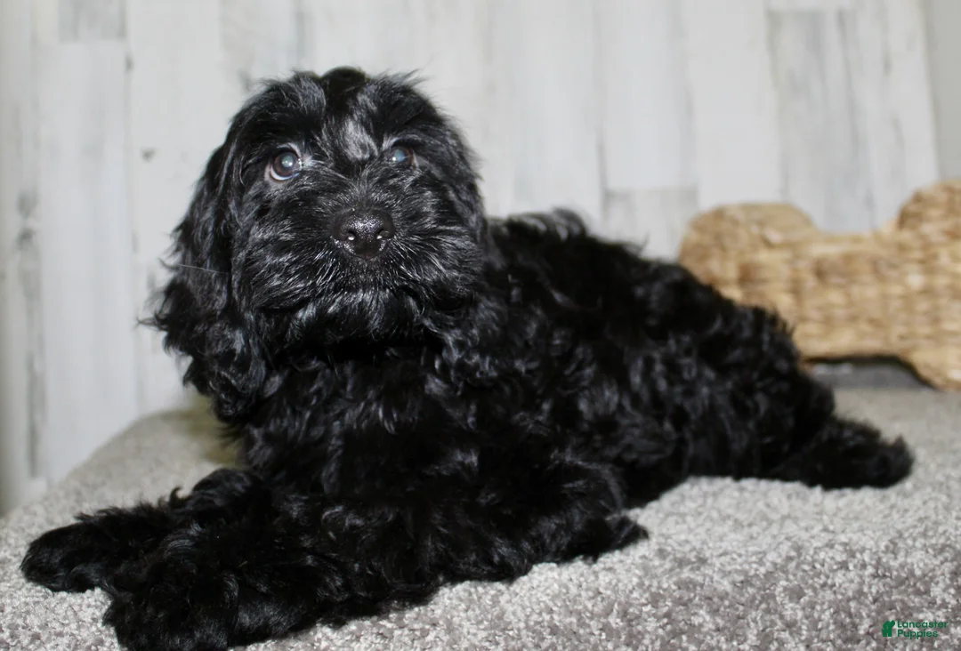 Cockapoo dogs for sale: Toby - Ad 5