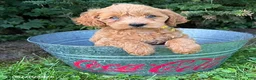 Cockapoo dogs for sale: Jewel - Ad 3