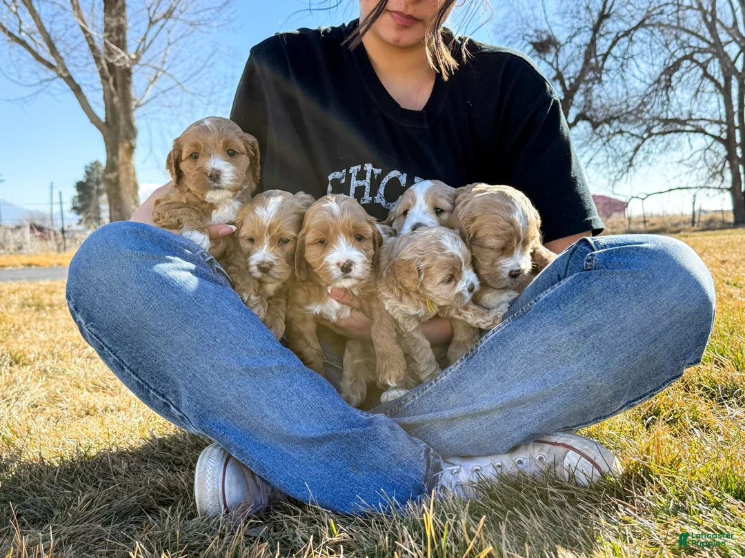 Mixed Breed dogs for sale: Dusk - Ad 19