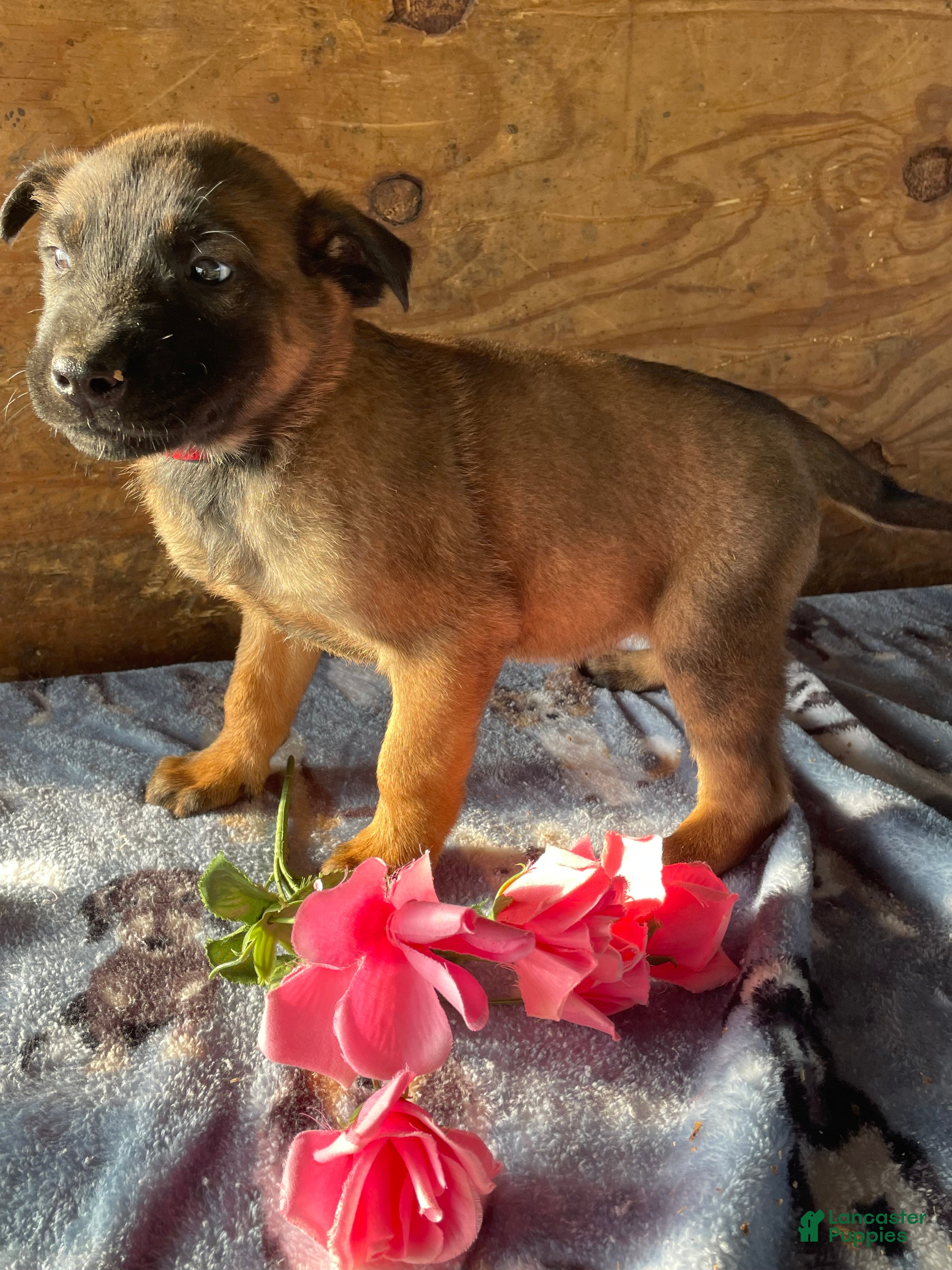 Belgian Malinois dogs Ryder - Ad 41