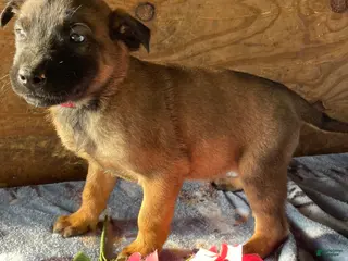 Belgian Malinois dogs Ryder - Ad 29