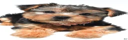 Yorkshire Terrier dogs for sale: Beth - Ad 5