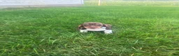 Miniature Dachshund dogs for sale: Akc Lisa - Ad 4