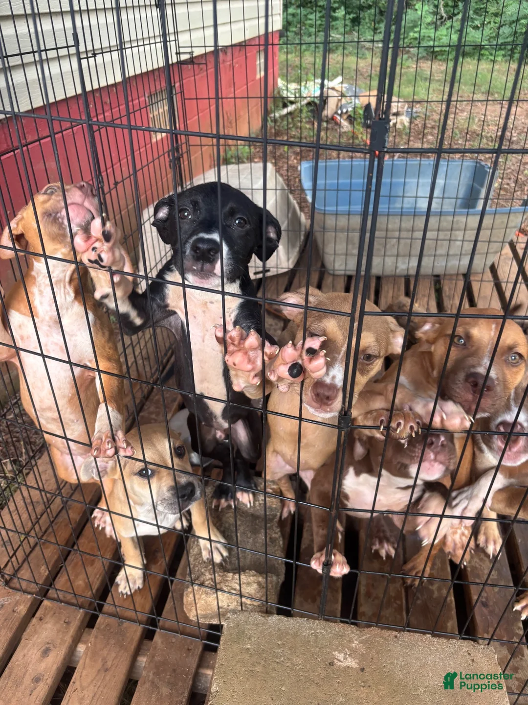 Mixed Breed dogs for sale: AptXamstaff - Ad 12