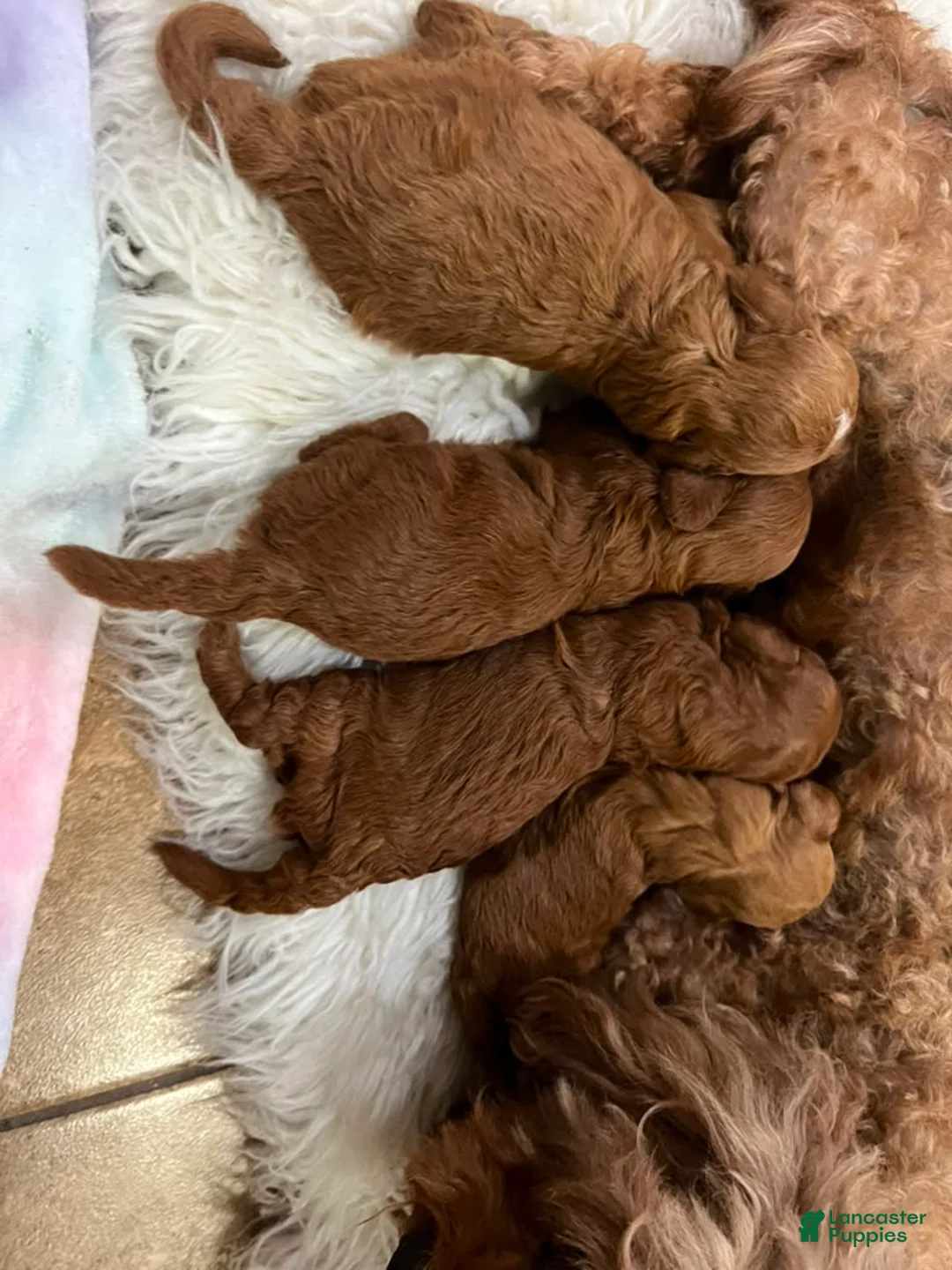 Toy Poodle dogs for sale: Romeo - Ad 2