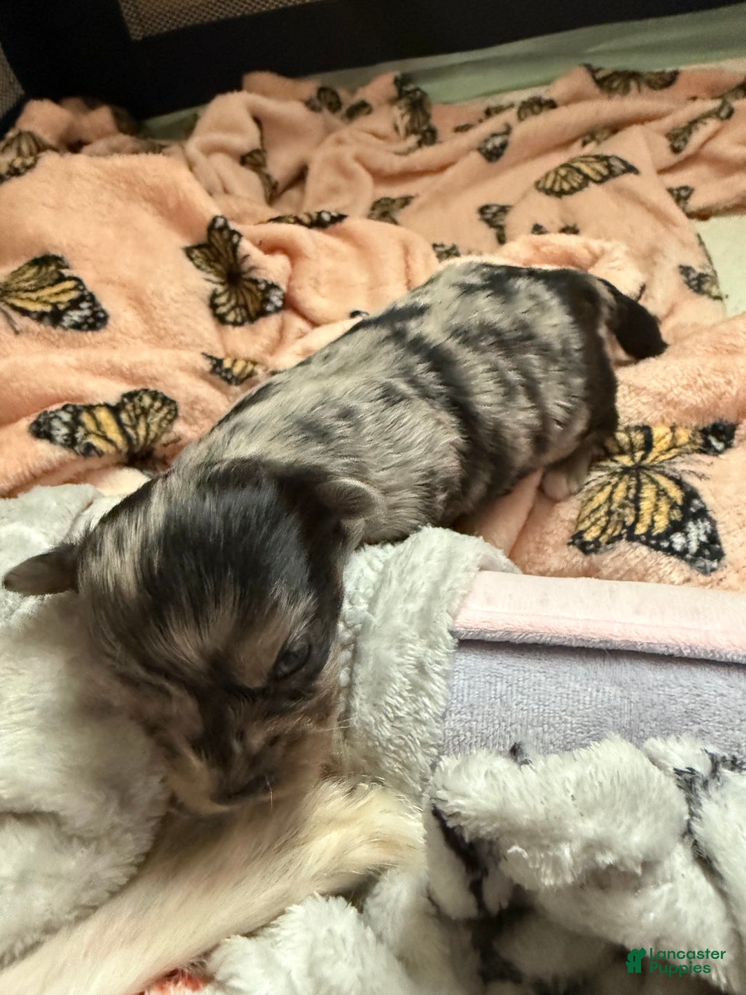 Mixed Breed dogs for sale: Chihuahua male black Merle chion chi/Papillion  - Ad 4