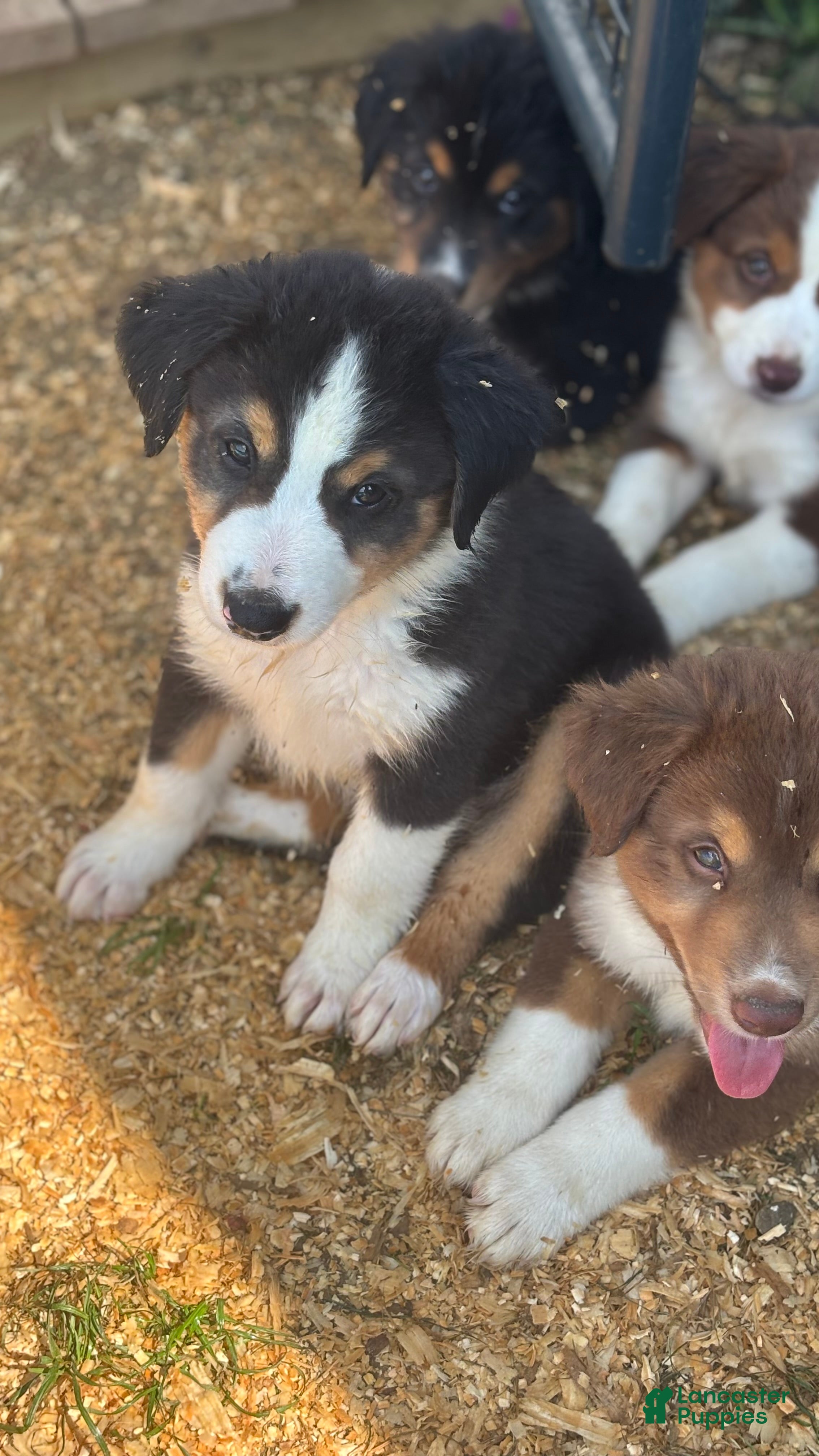 Miniature Australian Shepherd dogs #5 Beau - Ad 1