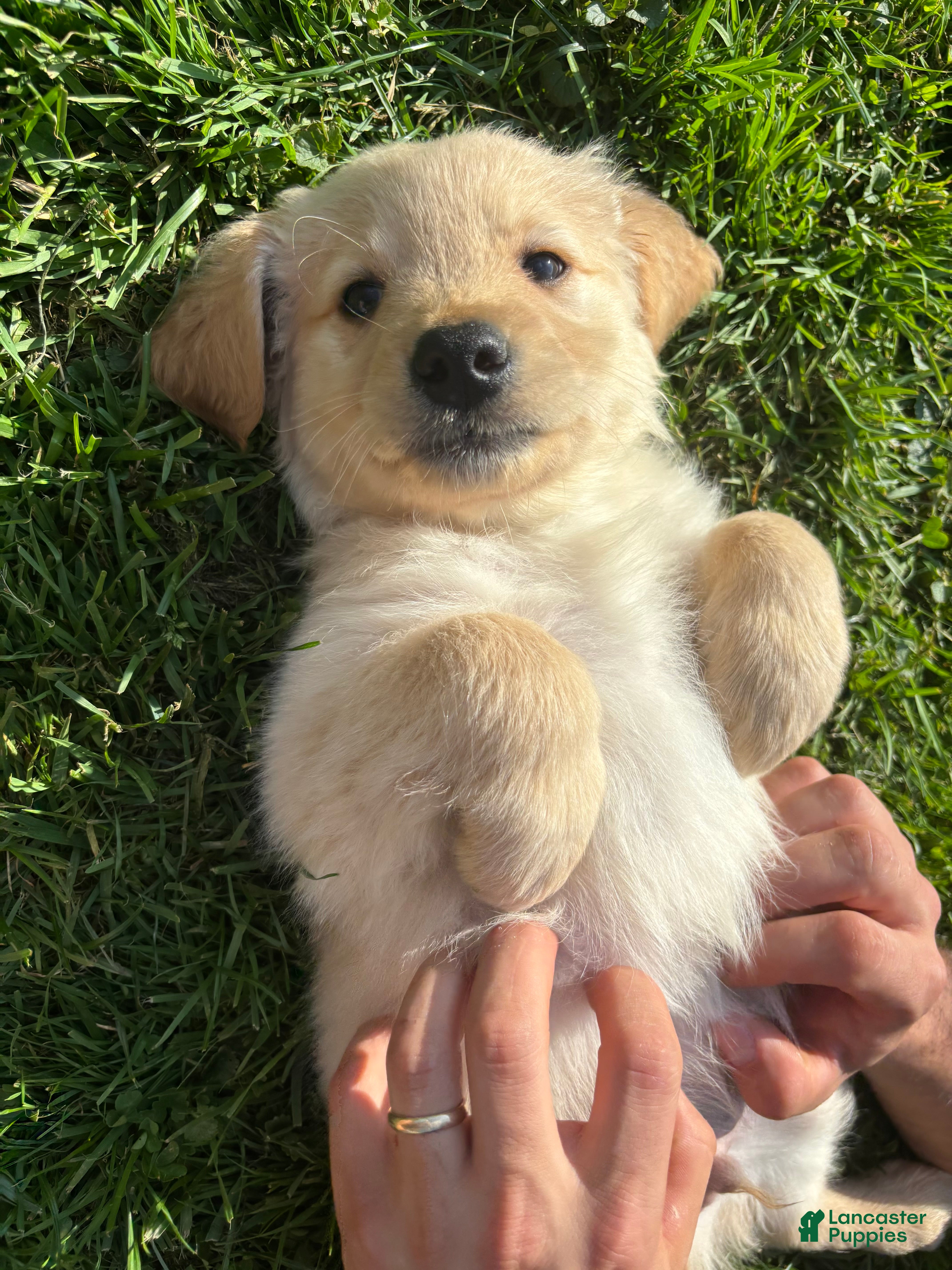 Mixed Breed dogs Green Collar - Ad 10