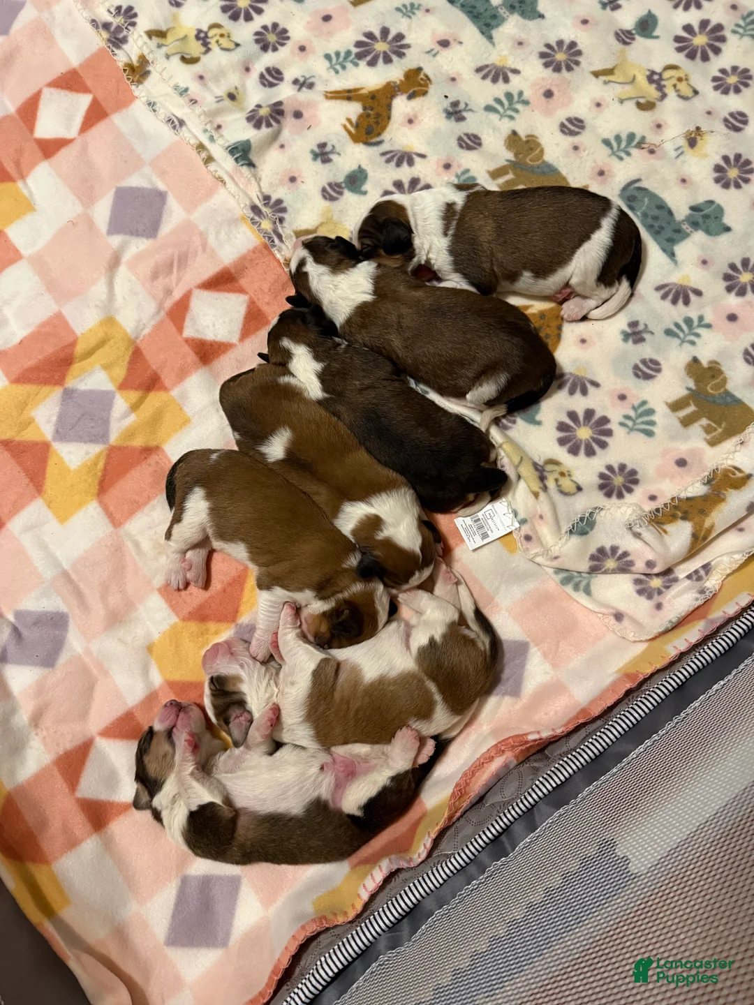 Mixed Breed dogs for sale: Great Bernese Female 3 - Ad 11