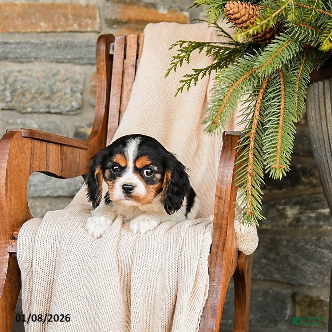 Cavalier King Charles Spaniel dogs for sale: Reeses - Ad 3