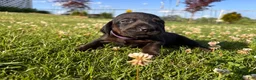 Mixed Breed dogs for sale: Maple - Ad 8