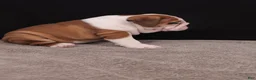 English Bulldog dogs for sale: Thor - Ad 5
