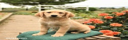 Golden Retriever dogs for sale: Paisley - Ad 4