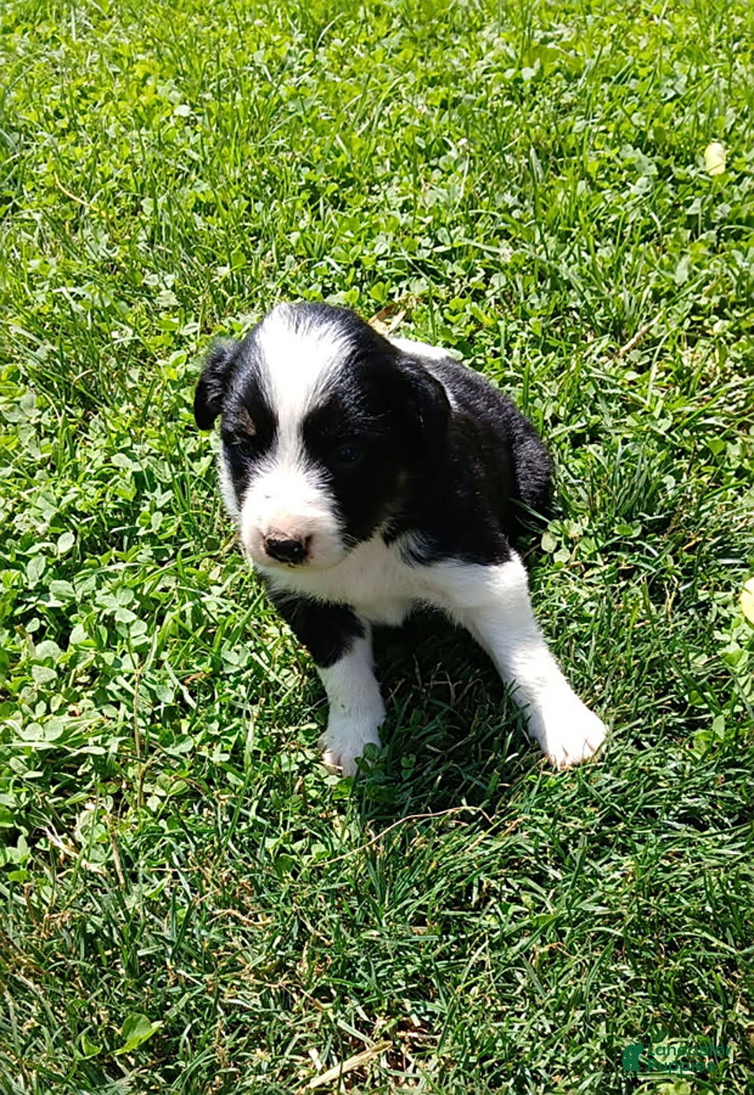 Gallery Image {{count}}