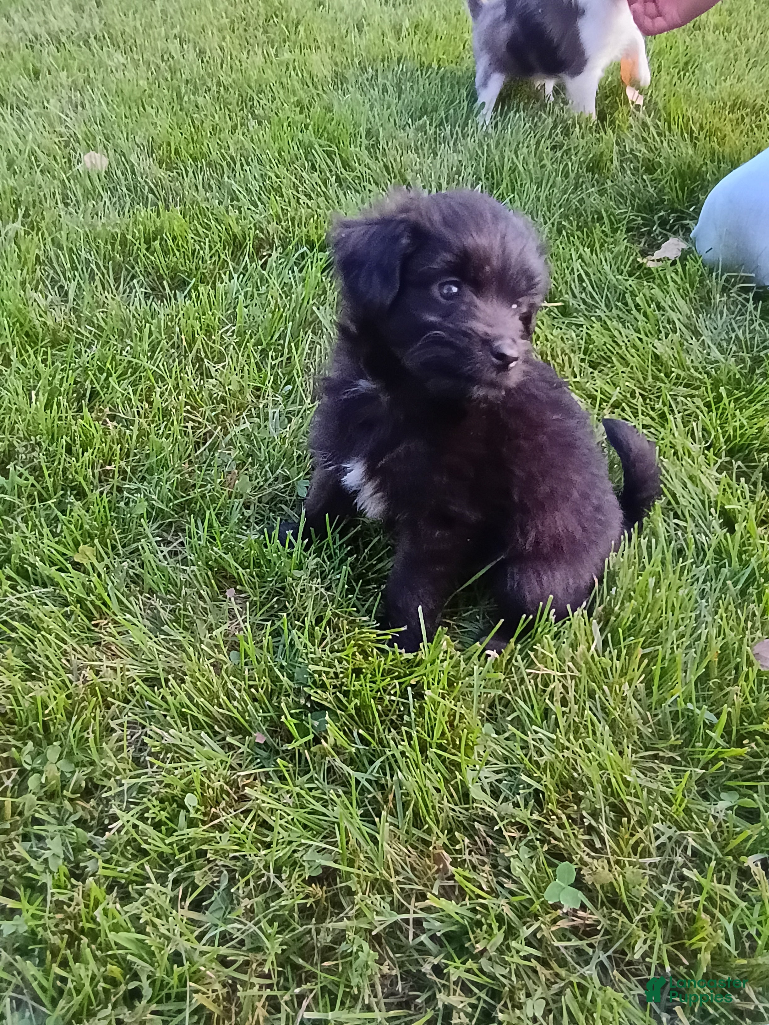 Mini Aussiedoodle dogs Allie  - Ad 2