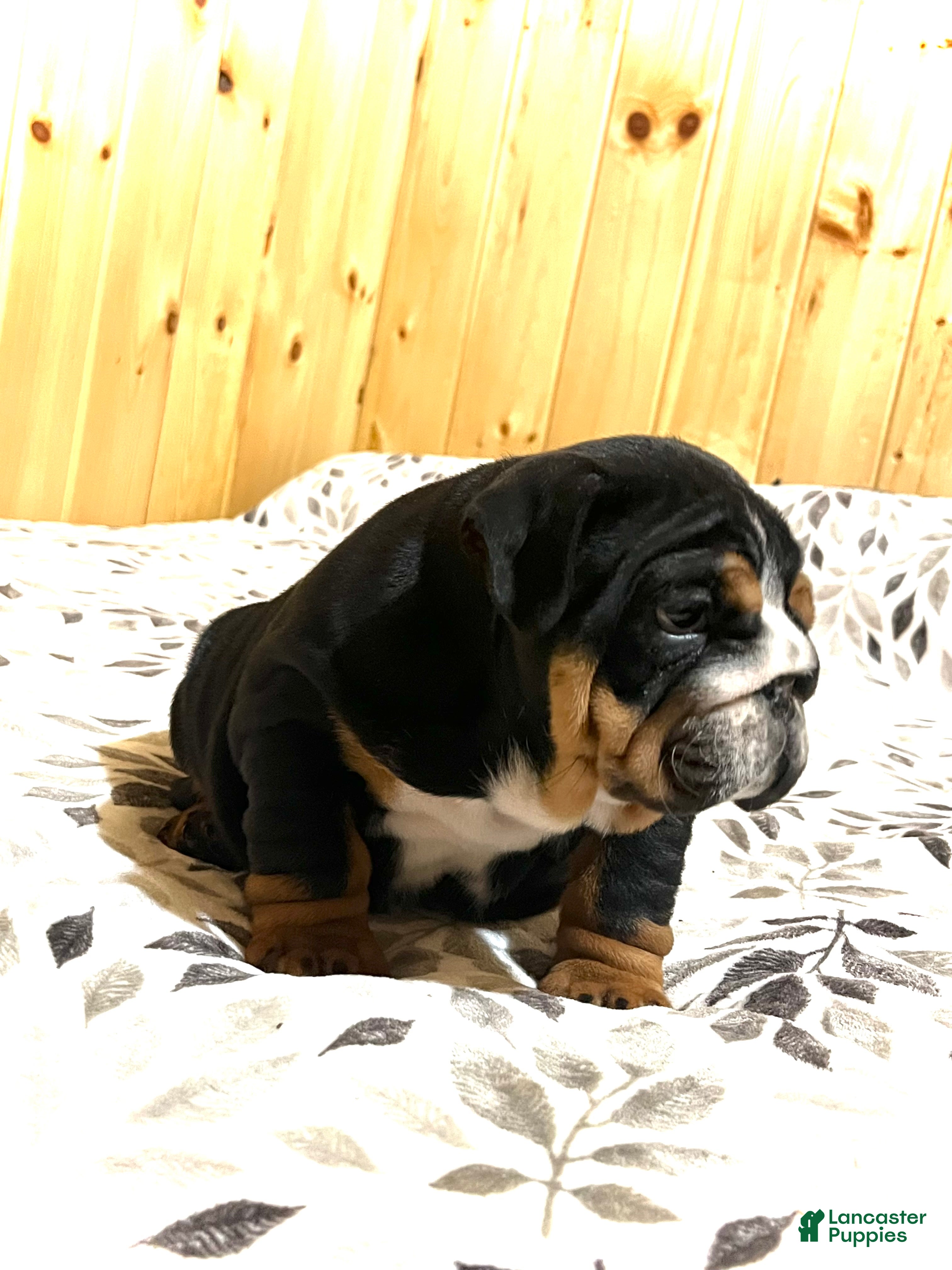 English Bulldog dogs Mabel - Ad 2