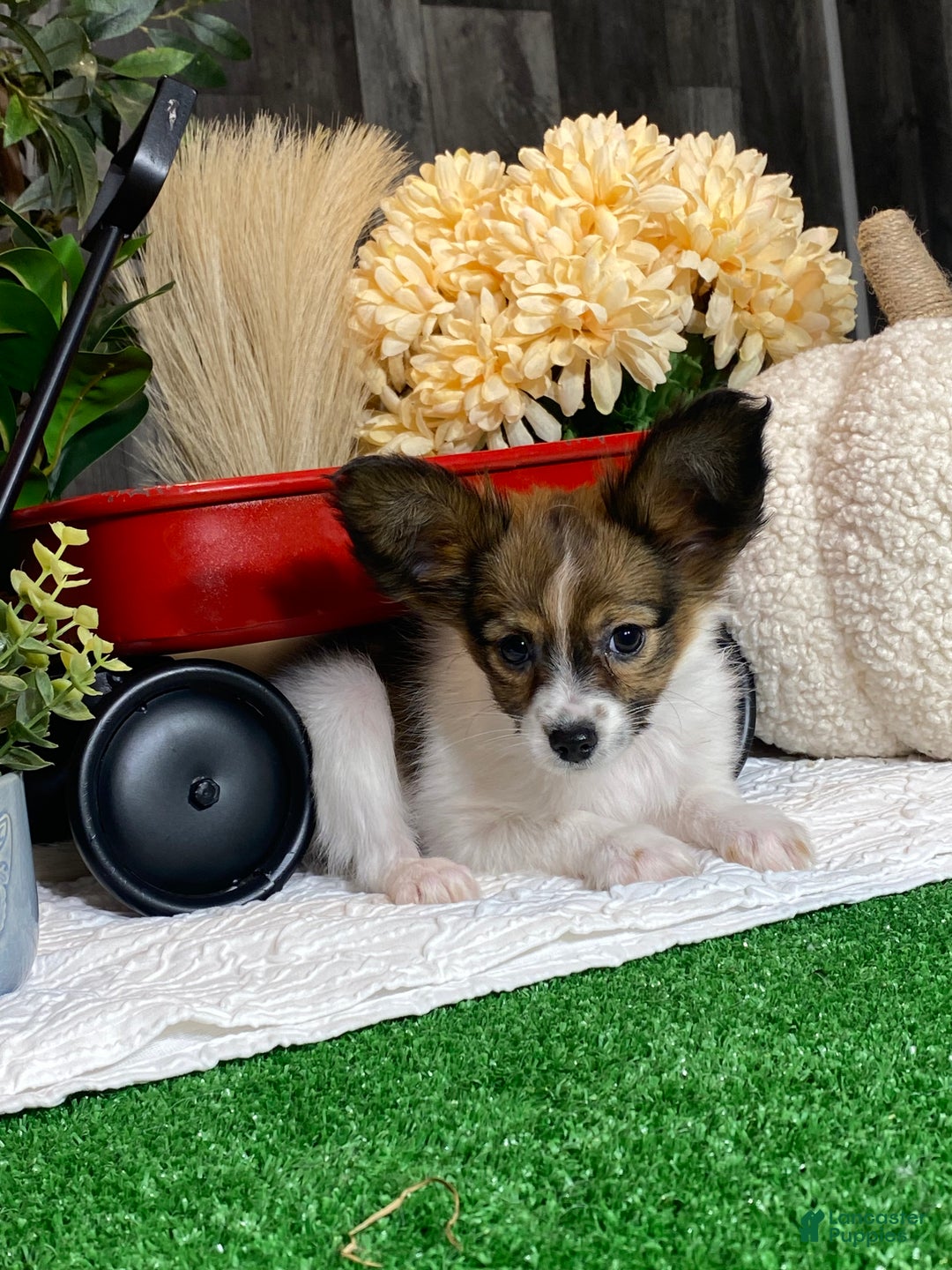 Papillon dogs for sale: Rayna - Ad 5