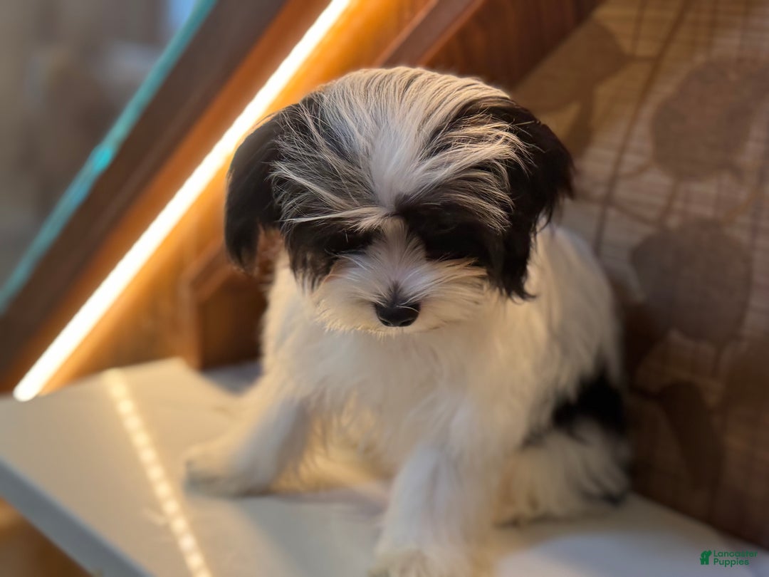 Morkie dogs for sale: Michael  - Ad 3
