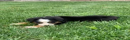 Bernese Mountain Dog dogs for sale: Comanche  - Ad 6