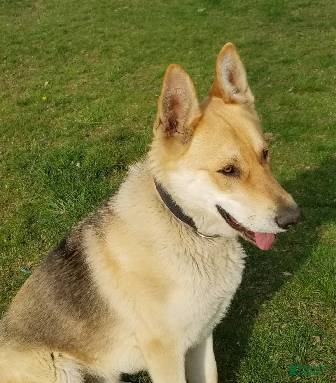 German Shepherd dogs for sale: German Shepherd Puppy 6 - Ad 7