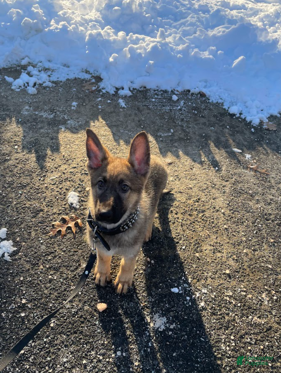 German Shepherd dogs Heidi - Ad 4