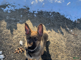 German Shepherd dogs Heidi - Ad 4