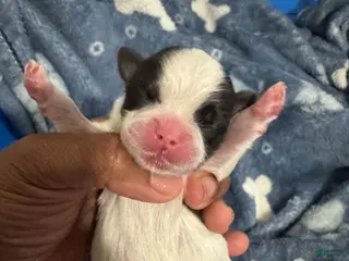 Shih Tzu dogs ACE - Ad 1