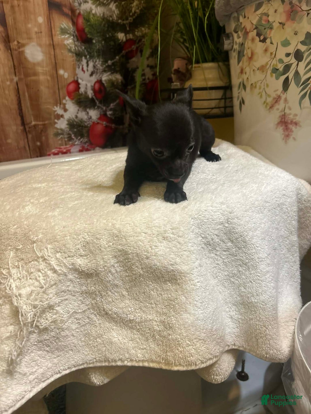 Chihuahua dogs for sale: Chihuahua Puppy 1 - Ad 5