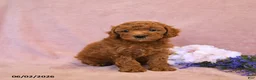 Cavapoo dogs for sale: Flossie - Ad 5