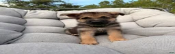 German Shepherd dogs for sale: Max - Ad 3