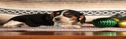 Beagle dogs for sale: Cash - Ad 5