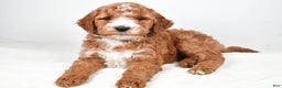 Labradoodle dogs for sale: Nessa - Ad 8