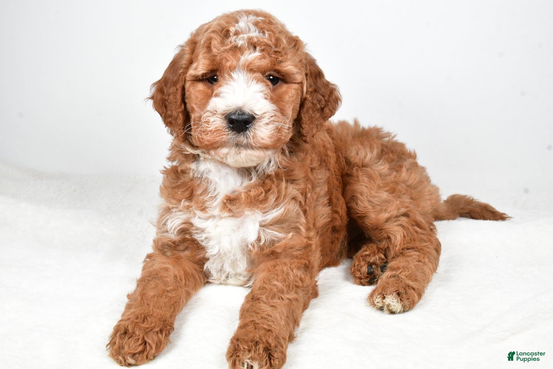 Labradoodle dogs for sale: Nessa - Ad 8