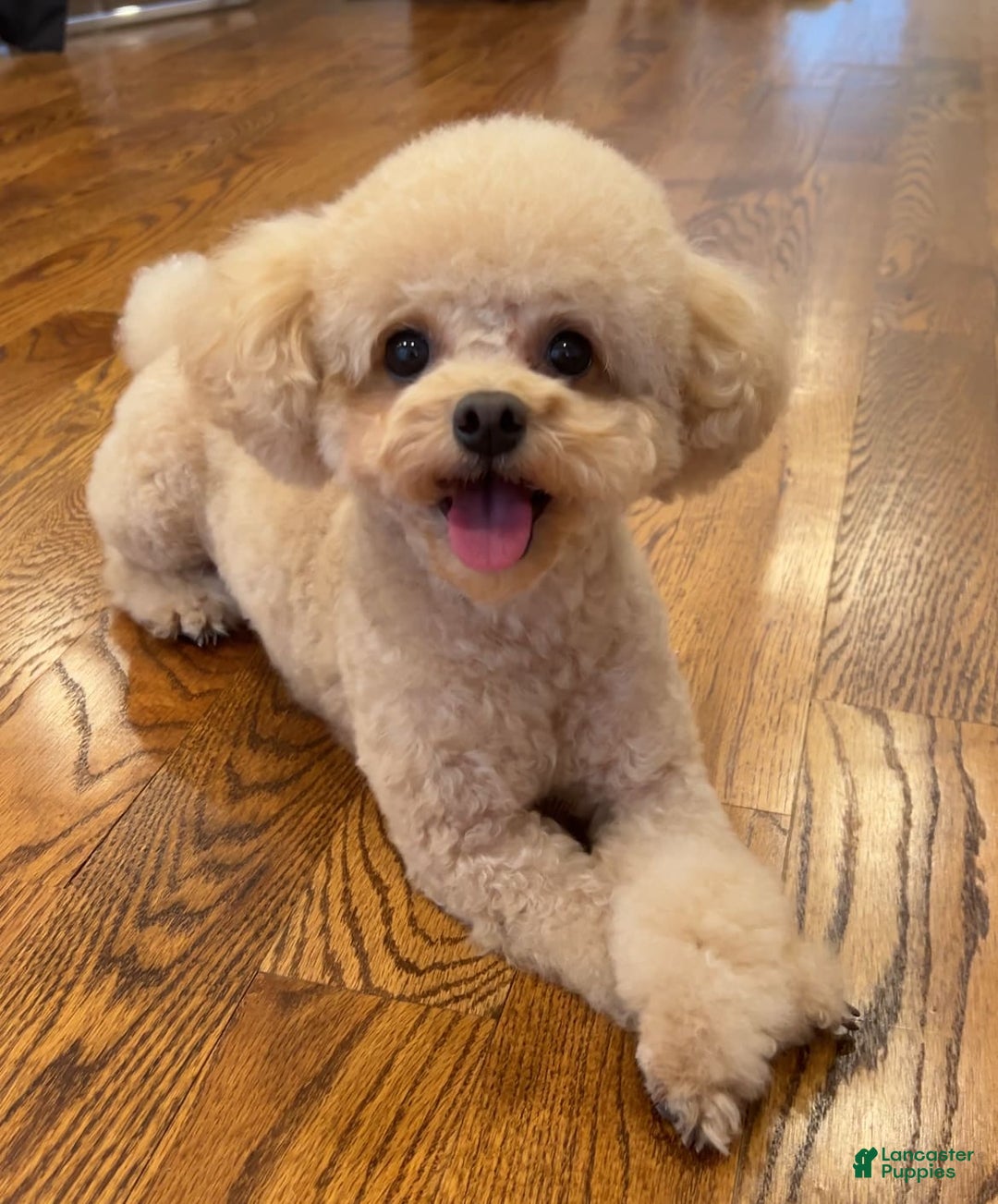 Gallery Image {{count}}