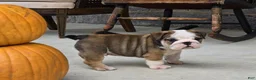 English Bulldog dogs for sale: Marshall - Ad 4