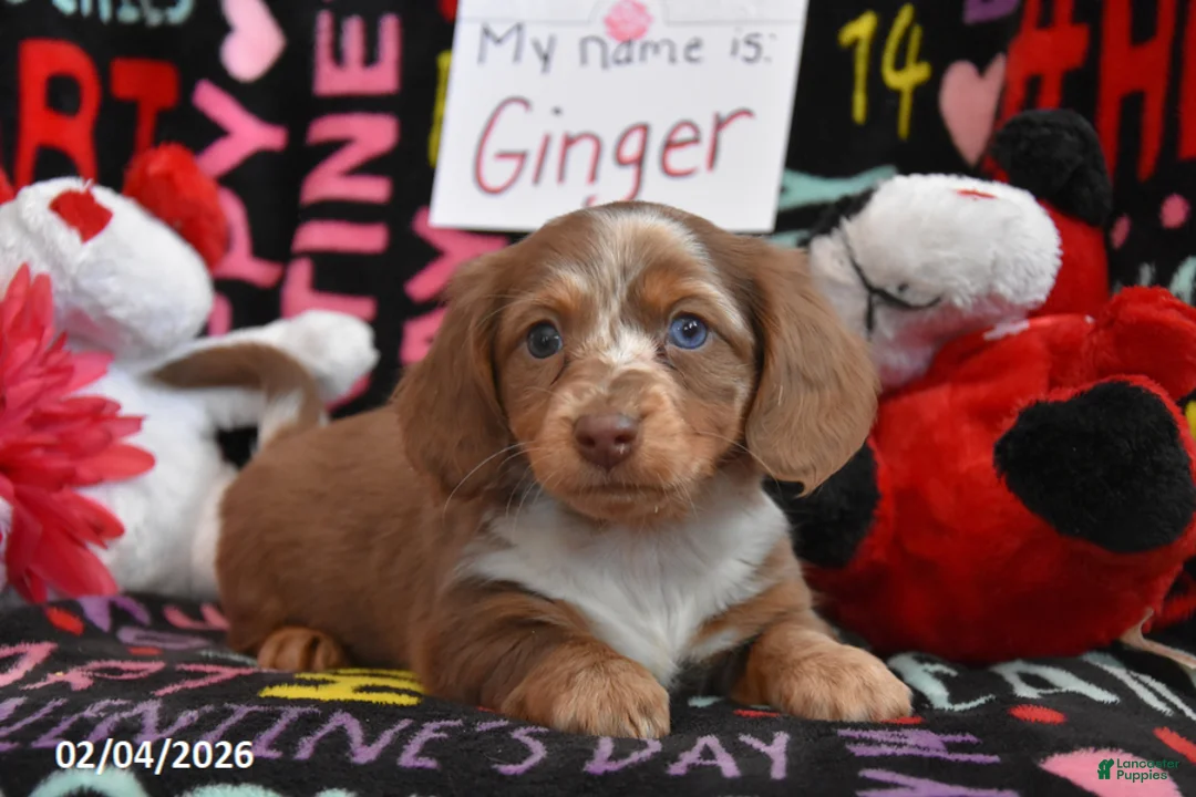 Miniature Dachshund dogs for sale: Ginger - Ad 2