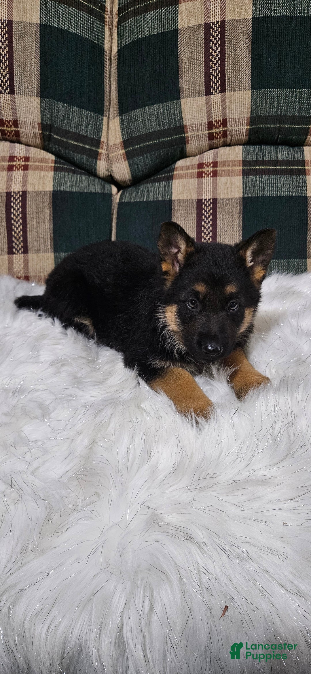 German Shepherd dogs for sale: Finn - Ad 7