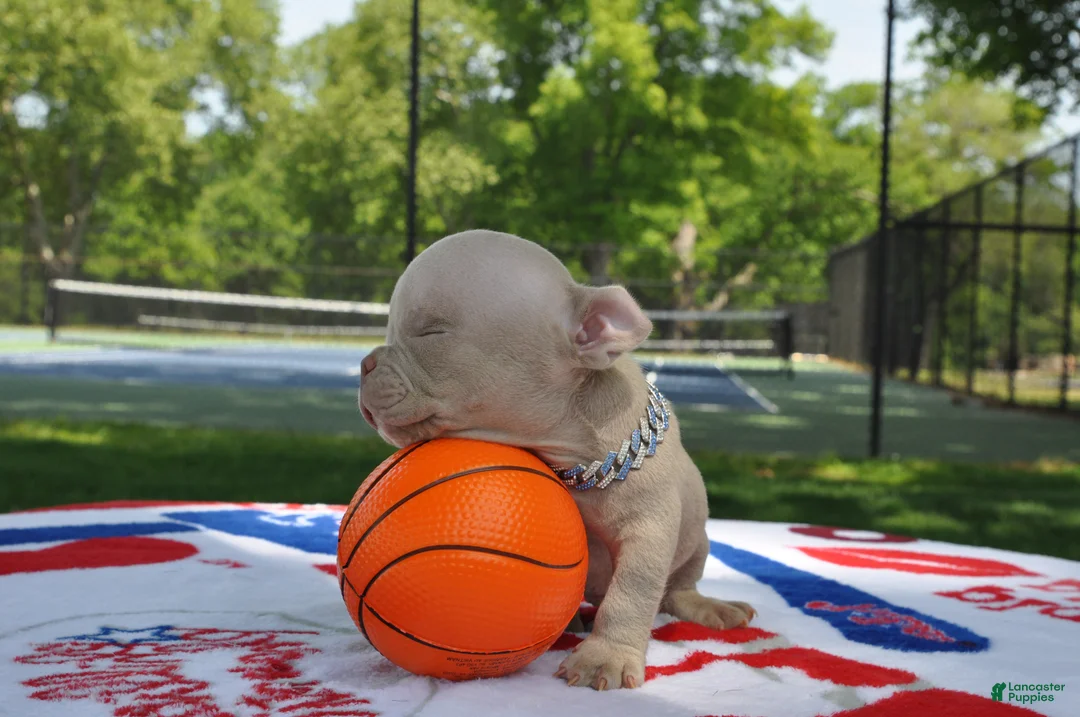American Bully dogs for sale: American Bully Puppy 3 - Ad 1