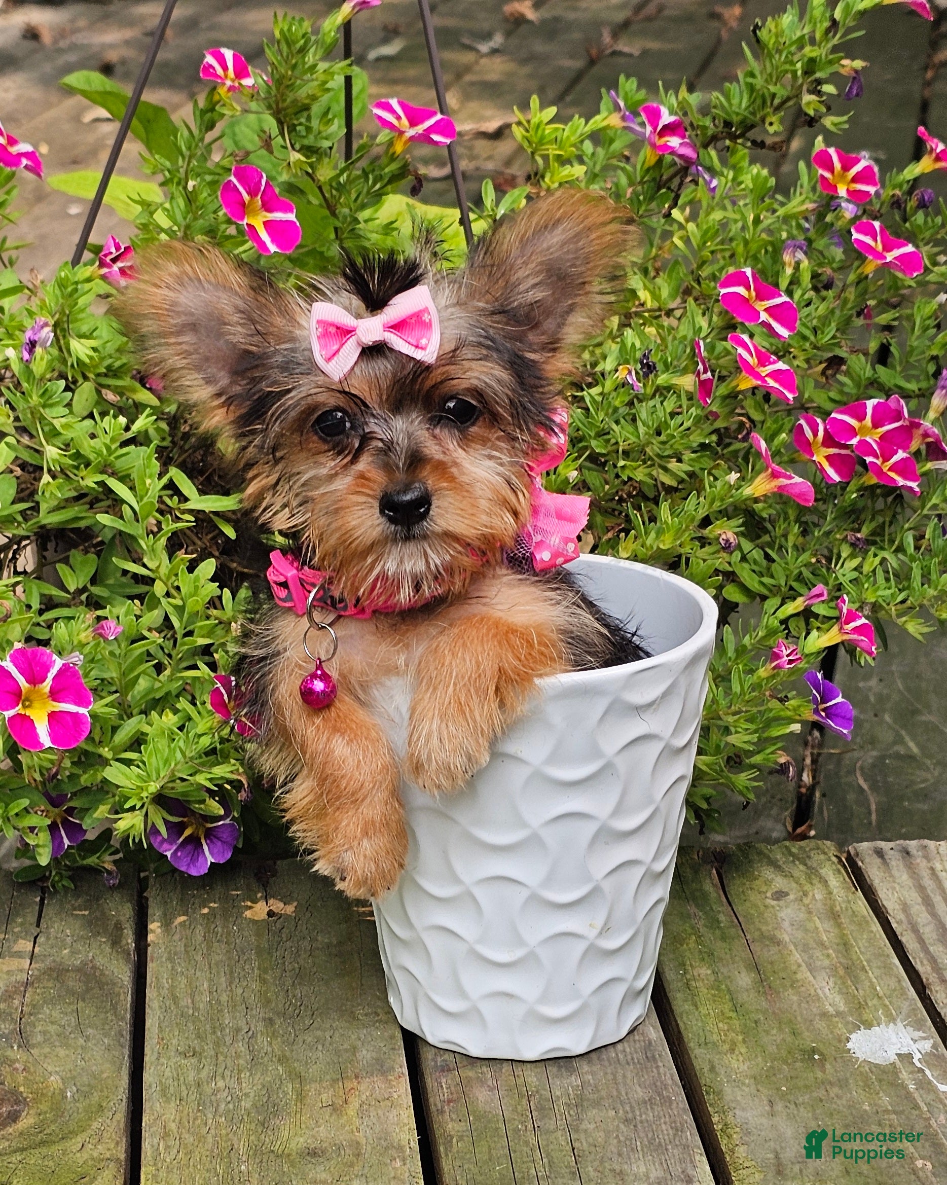 Yorkshire Terrier dogs Victoria  - Ad 1