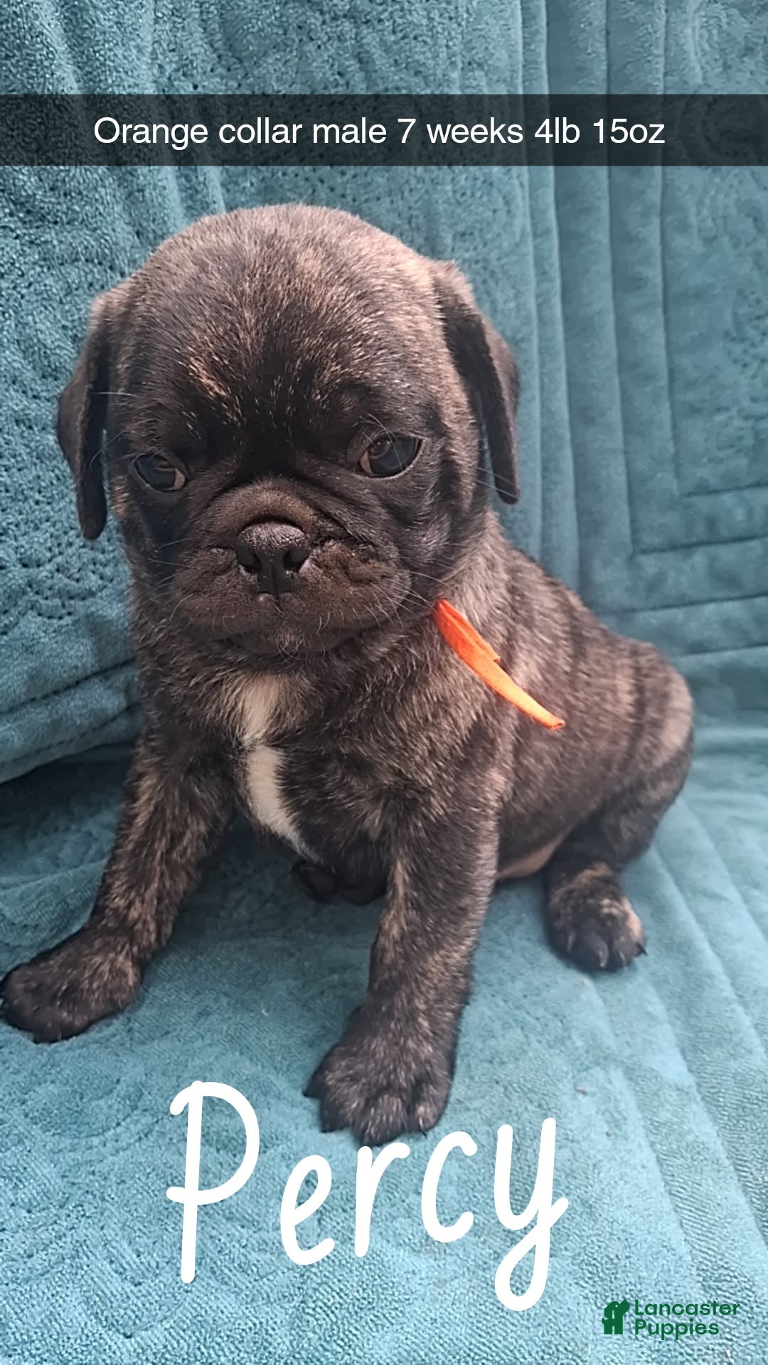Pug dogs Percy - Ad 5