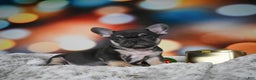 French Bulldog dogs for sale: Cooper - Ad 9