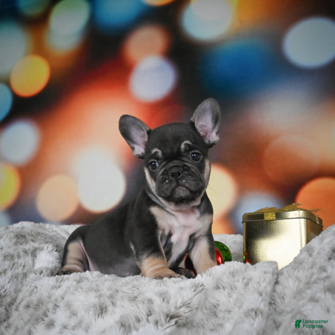 French Bulldog dogs for sale: Cooper - Ad 9