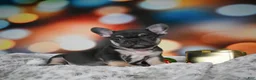 French Bulldog dogs for sale: Cooper - Ad 9