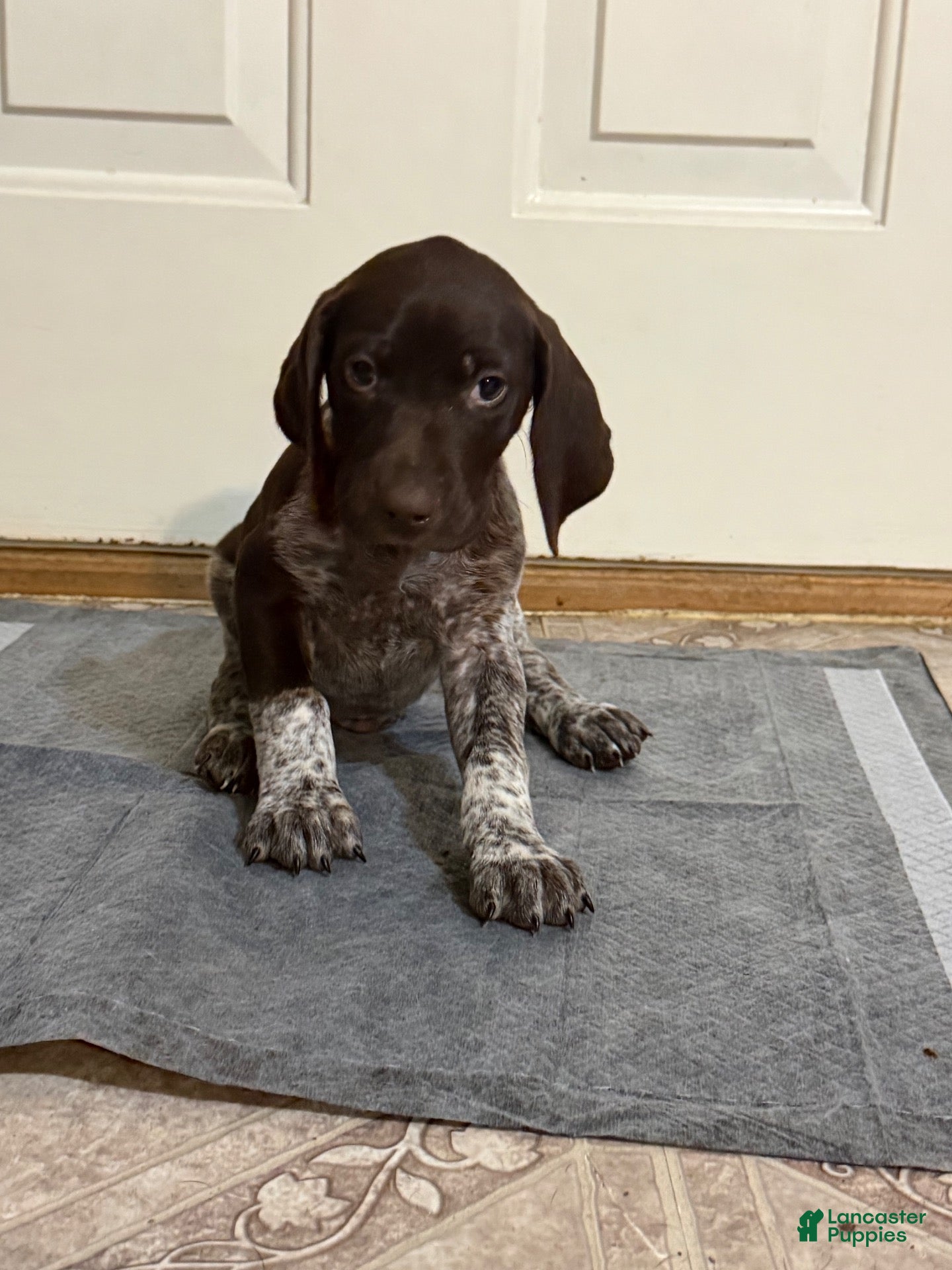 German Shorthaired Pointer dogs German Shorthaired Pointer 1 - Ad 24