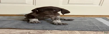 German Shorthaired Pointer 1