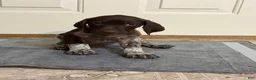 German Shorthaired Pointer dogs for sale: German Shorthaired Pointer 1 - Ad 1